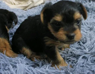 Yorkshire Terrier puppies
