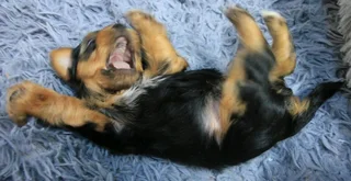 Yorkshire Terrier puppies