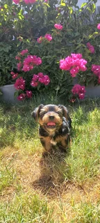 Yorkshire Terrier puppies