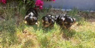 Yorkshire Terrier puppies