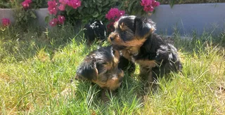 Yorkshire Terrier puppies