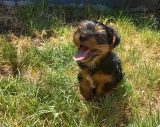 Yorkshire Terrier puppies