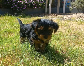 Yorkshire Terrier puppies