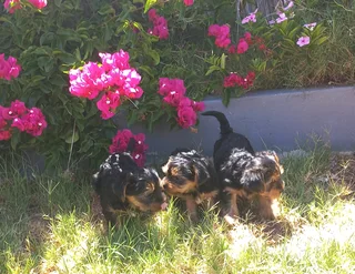 Yorkshire Terrier puppies