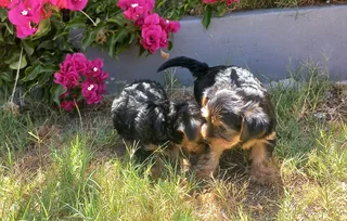 Yorkshire Terrier puppies