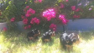 Yorkshire Terrier puppies