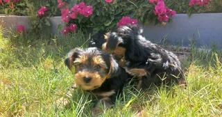 Yorkshire Terrier puppies