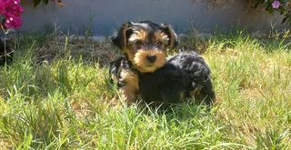 Yorkshire Terrier puppies