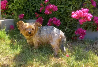 Yorkshire Terrier puppies