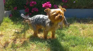 Yorkshire Terrier puppies