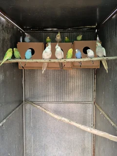 Budgies For Sale