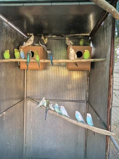 Budgies For Sale
