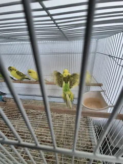 Budgies for sale