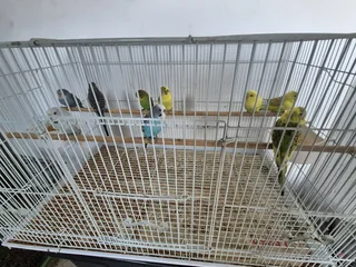 Budgies for sale