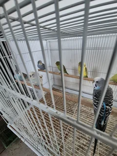 Budgies for sale