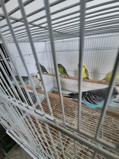 Budgies for sale