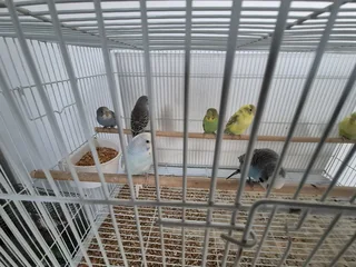 Budgies for sale