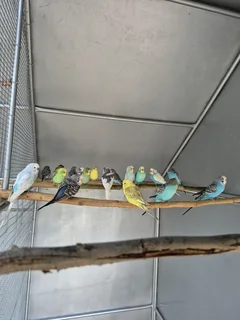 Budgies For Sale