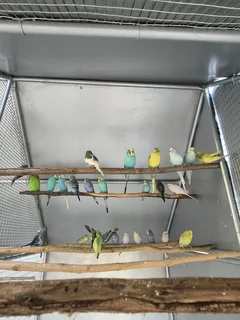 Budgies For Sale