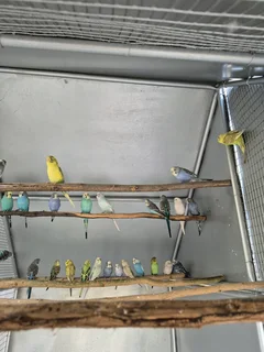 BUDGIES FOR SALE