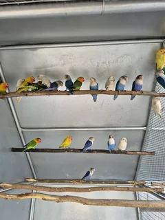 Lovebirds For Sale