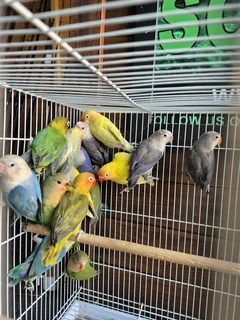 Young Lovebirds For Sale