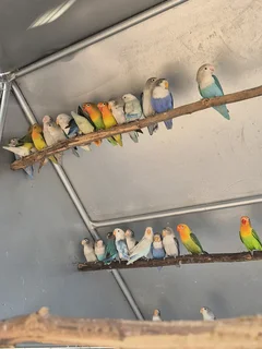 Young Lovebirds For Sale