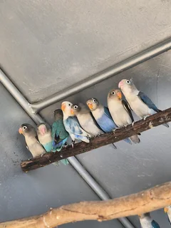 YOUNG LOVEBIRDS FOR SALE