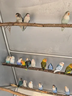 YOUNG LOVEBIRDS FOR SALE