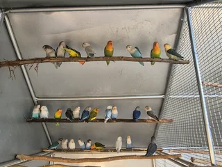 YOUNG LOVEBIRDS FOR SALE