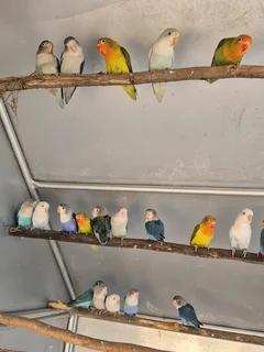 YOUNG LOVEBIRDS FOR SALE