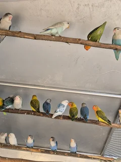 YOUNG LOVEBIRDS FOR SALE