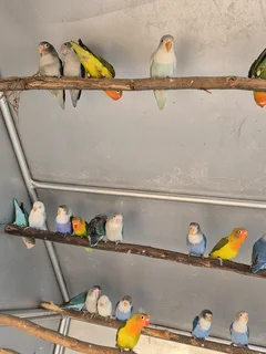 YOUNG LOVEBIRDS FOR SALE