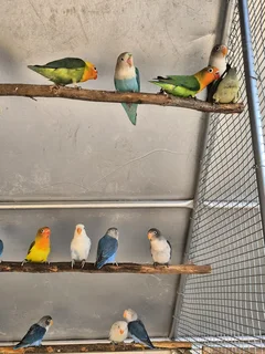 YOUNG LOVEBIRDS FOR SALE