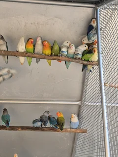 YOUNG LOVEBIRDS FOR SALE