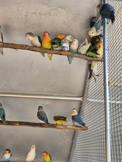 YOUNG LOVEBIRDS FOR SALE