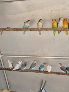 YOUNG LOVEBIRDS FOR SALE