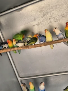 Lovebirds For Sale
