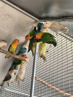 LOVEBIRDS FOR SALE