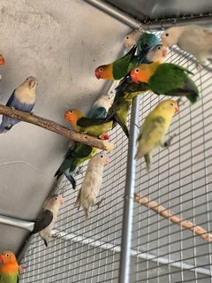 LOVEBIRDS FOR SALE