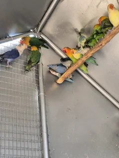 LOVEBIRDS FOR SALE