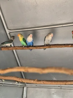 LOVEBIRDS FOR SALE
