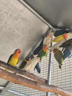 Young Lovebirds For Sale