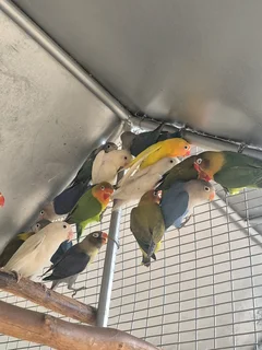 YOUNG LOVEBIRDS FOR SALE