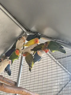 YOUNG LOVEBIRDS FOR SALE