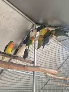 YOUNG LOVEBIRDS FOR SALE