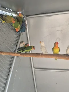 YOUNG LOVEBIRDS FOR SALE