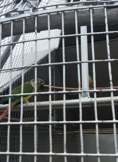 GREEN CHEEK / YELLOW SIDED CONURES