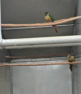 GREEN CHEEK / YELLOW SIDED CONURES