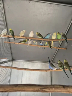 Budgies For Sale